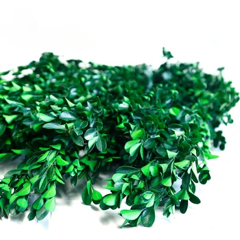 Цветочный материал Юншэн, мелколистный желтый тополь, крупный оптовый объем, отличный материал из зеленых листьев своими руками, вечнозеленое дерево 17
